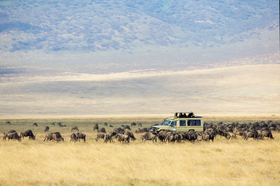 wildebeest-migration-scaled.jpeg